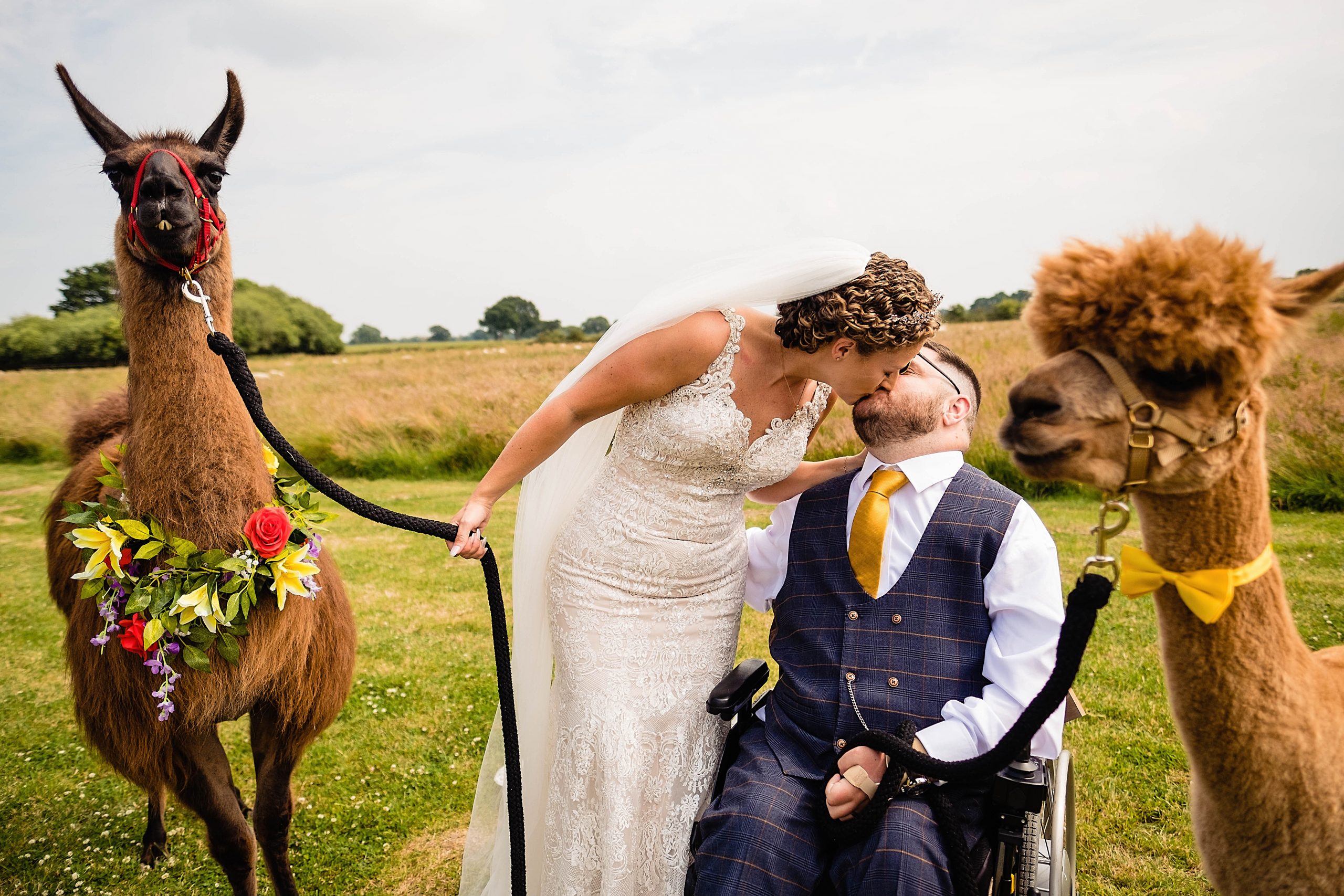 bride and groom share a kiss flanked by Llamas. woodstock weddings and events wedding photography by emma and rich